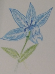 blue flower Feb 2015